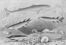 Shark-like Cladoselache, several lobe-finned fishes, including Eusthenopteron that was an early marine tetrapodomorph, and the placoderm Bothriolepis in a painting from 1905