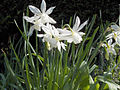 Grupu 5, Narcissus 'Thalia'