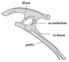 Pube Ornithischiano