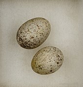 whitish eggs with grey and brown blotching