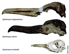 4 - Crânes de Spheniscus megaramphus, S. urbinai et S. humboldti'.