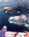 Osservazione di balene franche australi nella penisola di Valdes