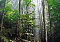 Image 16Old-growth European beech forest in Biogradska Gora National Park, Montenegro (from Old-growth forest)