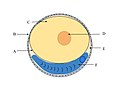 Vitelline membrane in a fish egg (A)