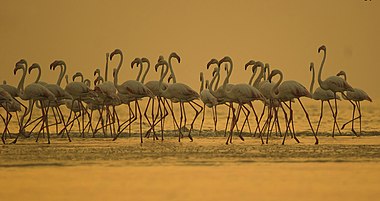 Greater Flamingo at Rann of Kutch