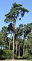 Gewöönelken Fjuurenboom (Pinus sylvestris)