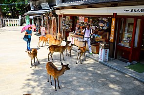 Deer approaching tourists in Nara Park in summer.