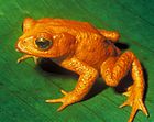 황금두꺼비(Bufo periglenes)는 1989년 이후로 목격되지 않고 있다