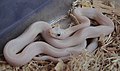 Leucystyczny teksaski wąż smugowy (Elaphe obsoleta)
