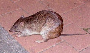 Northern brown Bandicoot on the ground