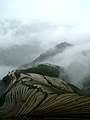 شالیزار برنج کرت‌بندی‌شده Longsheng در شهرستان لانگشنگ، استان گوانگشی، چین جنوبی.