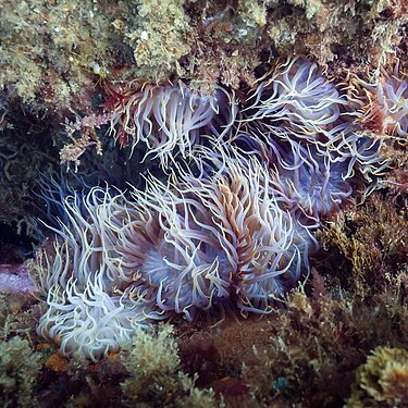 Sea anemone (Aiptasia couchii), Arrábida Natural Park, Portugal.
