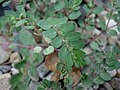 Euphorbia_prostrata