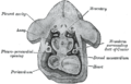 Figura obtida ao combinar varias seccións sucesivas dun embrión humano de aproximadamente catro semanas.