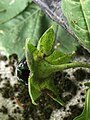 Atropa belladonna L. Բույսի ծաղկաբաժակը ու հատապտուղը: