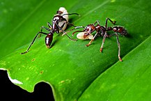 La fourmi paraponera (ou "fourmi balle de fusil")