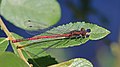 Image 7Large red damselfly in Swinley Forest, Berkshire (from Portal:Berkshire/Selected pictures)