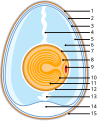 Vitelline membrane in a bird egg (7)