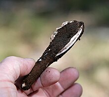 A hand holding a dark brown, roughly cigar-shaped object with a lengthwise split that goes about halfway down its length. The split reveals light colored tissue within; some partially obscured light colored tissue can be seen out on the far edge, suggesting a similar split on that side