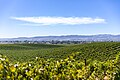 J. Lohr Hilltop vineyard