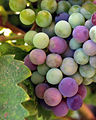 Image 25Wine grapes from the Guadalupe Valley in Ensenada, Baja California, Mexico (from Winemaking)