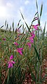 Wild Gladiolus italicus