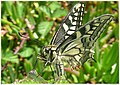 Macaón (Papilio machaon), A Coruña
