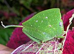 Leaf grasshopper, Phyllochoreia ramakrishnai, mimics a green leaf.