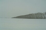 Southern Siberian steppe: windbreaker trees in the wintertime