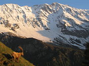 Clima alpino na Saboia (observa-se um íbex à esquerda).