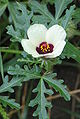 Žołta hodźinka (Hibiscus trionum)