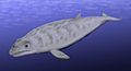 Image 9Restoration of Janjucetus hunderi (from Baleen whale)