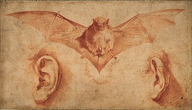 Study of Bat & Ears, ca. 1622, red chalk & wash,16 x 27.8 cm., Metropolitan Museum of Art