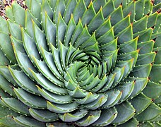 Spirals: phyllotaxis of spiral aloe, Aloe polyphylla