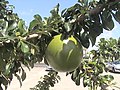 Crescentia cujete, buah calabash, Martinique.