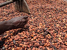 Fèves de cacao séchées