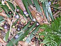 Gmelina leichhardtii fruit and Bangalow palm frond - Hacking River, Australia