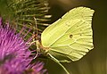 Sitronsommerfugl: En sommerfugl i familien hvitvinger med gule vinger med en oransje flekk. Vingespenn: 54–64 mm. Flyperiode: Mars til oktober.