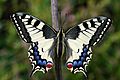 Schwalbeschwanz Papilio machaon