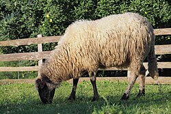 Ovca (Dubska (vlašićko-travnička) ovca)