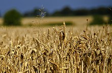 A close-up photo of wheat