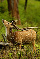 A chital stag