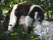 black-and-white ruffed lemur resting, lying prone over a large tree branch