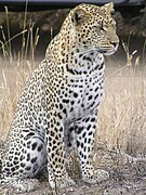 Leopard, Panthera pardus pardus