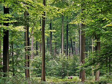 Forêt de Soignes près de Bruxelles, « futaies cathédrales ».
