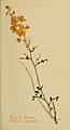 A depiction of cassia armata, which is particularly characteristic of the Mojave