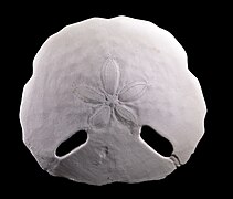 Dermascheletro di Echinodiscus tenuissimus, un riccio di mare irregolare (piatto).