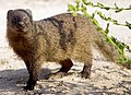 Image 14Egyptian mongoose (from Wildlife of Jordan)
