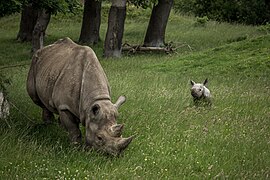 At the rhinoceros enclosure.