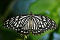 Common mime (Papilio clytia)